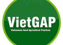 Chứng nhận Viet GAP sản phẩm trồng trọt